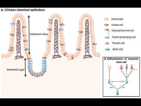 Intestinal Crypts or crypts of lieberkuhn; Secretory and absorptive cells