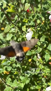 15K views · 1.8K reactions | How amazing is that! 珞 Hummingbird hawk-moth right outside my front door! | Putman and Robin | Facebook