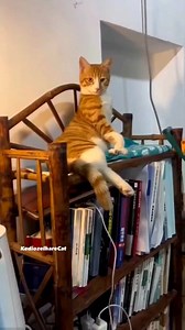 2.6M views · 52K reactions | Cat usko pakado Ham a Gaya #cat #funny #comedy | Pintu Comedy Shorts | Facebook