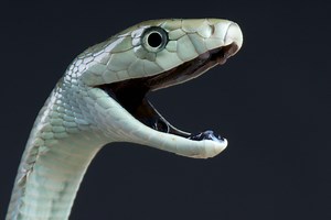 The Black Mamba: The Facts About One of the Most Venomous Snakes on Earth