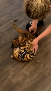 The harness deactivated his limbs! 🐈😹 | Furry Tails