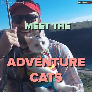 These adventure cats love the great outdoors, and their owners hope they'll inspire people to adopt more kitties 🐈🏞 | BuzzFeed News