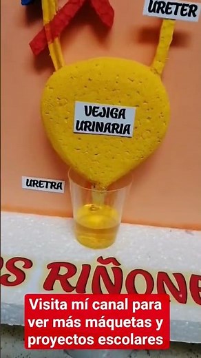 maqueta del sistema excretor