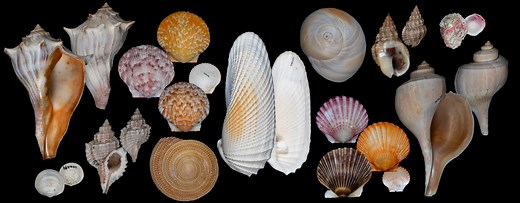 Parts of a Gastropod Shell | Seahorse and Co