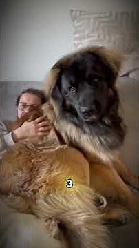 The World's 5 Largest Dog Breeds - Number 1 is the Very Large 🤯