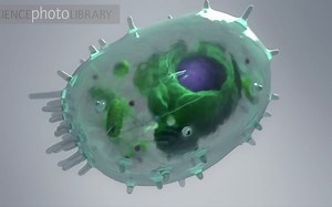 人体内的细胞，细胞解剖