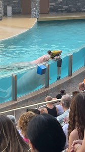 The beautiful Slowpoke Pacific Walrus at Seaworld Orlando #seaworldorlando #seaworld #walrus #pacificwalrus | Eryka Travel