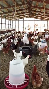 🐔Semi Free Range Chicken Setup – Easy and Affordable Design! #chicken #freerangechickens #shorts #o