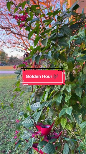 It’s been a nice and chilly day on the prairie today. My neighbors employee, who has become friends with us finished the job this morning of digging a place for Boots. My best friend from college and her husband came over around lunchtime, and they brought us some delicious food, and after we had a sweet little prayer next to where we layed Boots to rest today. He’s under the big oak tree, we call the Bryan tree. It was planted when the property was purchased. He’s joined two other dogs that I’v