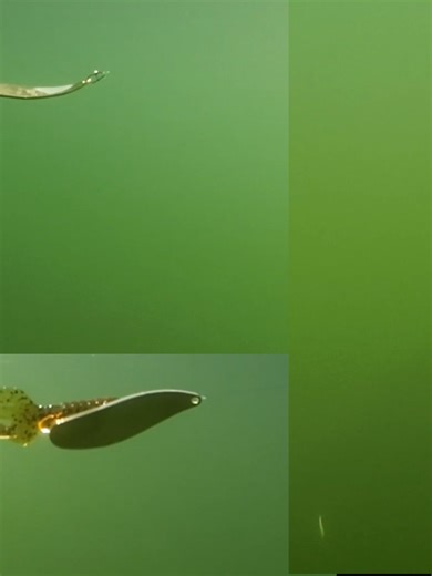 82. Types of Spoon Fishing Lures and How They Work Underwater - spoon fishing tips and history #spoonlure #spoonfishing #fishinglures