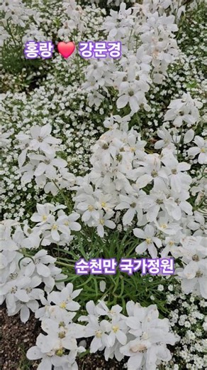 #HongRang #KangMoonKyung #LimYoungWoong #HanilTopTenShow #flowers #SuncheonBayNationalGarden