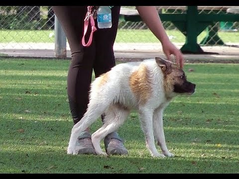 A dog with no neck!! This Dog named Pig is the latest celebrity on the Internet