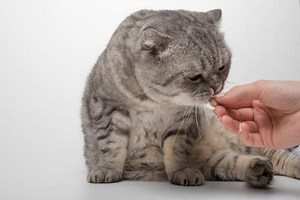 Are Probiotics for Cats Safe? - Possible Benefits and Side Effects