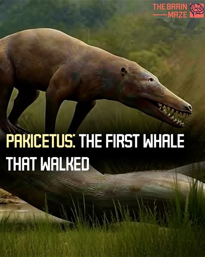 Fifty million years ago, a predator roamed the land. But was it really just a land animal? What secret was hidden deep within its skull? Could this be the missing link between land mammals and modern whales? | The Brain Maze