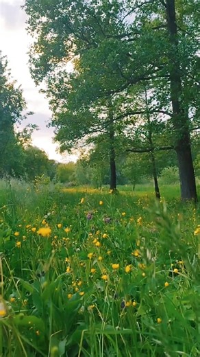 Не хочу відпускати весну🌼🍃 #фотосесія #ельф #весна #село #україна #західсонця #вайб #дозвілля #ukraine
