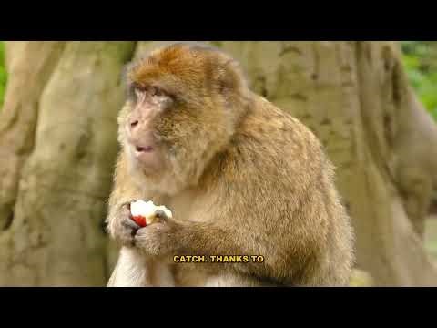 The Dryosaurus: Everything You Need to Know About This Fast Ornithopod