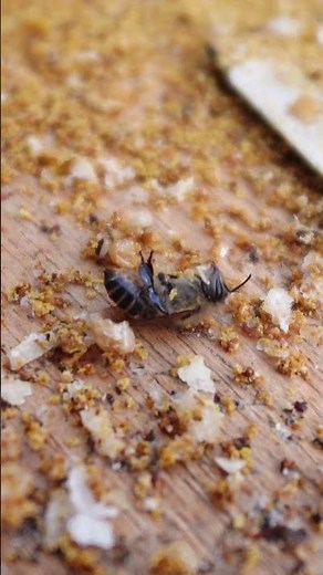 Discovering Dead Bees in a Wintering Japanese Honeybee Hive