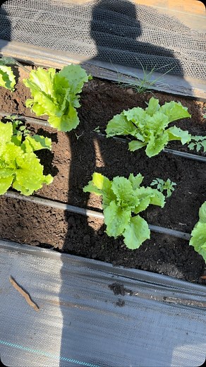 Azada de alambre una excelente opción para la mantención de tus cultivos , liviana , muy fácil de usar y muy útil. #azadadealambre #herramientas #suelo #herramientasdehuerto #herramientasdejardin | Mi Vida Mi Huerto