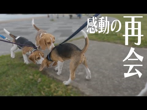 Here's how a beagle puppy was moved when he met his mom and siblings for the first time in a month
