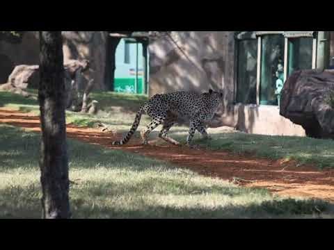 Cheetah Run with Keyara 11 16 2025 Made with Clipchamp