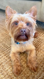 747K views · 19K reactions | Special message to my bestie 來❤️ #favouritebestie #besties #bestiesforlife #cutedoggies #dog #yorkie #yorkielove #doglover #lovedogs #dogsoffacebook #cutedogs #adorabledog | Dexter the Yorkie | Facebook