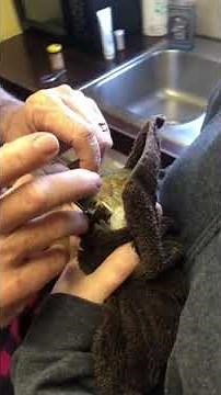 Trimming Squirrel Teeth