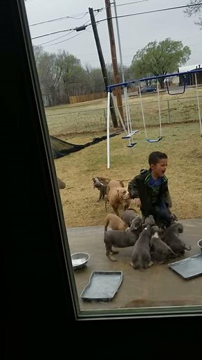 Puppies Try and Steal Boys Pants || ViralHog