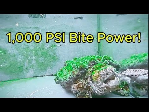 Terrifying Beast The Adult Alligator Snapping Turtle