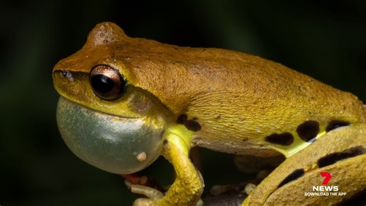 2K views · 31 reactions | JCU researchers have discovered two new bright-eyed tree frogs, and they're already struggling with climate change. And that's prompted calls for more protection for the species. 7NEWS at 6pm. Download the 7NEWS app: 7news.link/7newsapp #7NEWS | 7NEWS Townsville | Facebook