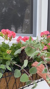 Decided to go with salmon Geraniums in the window boxes this year! Look how great silvery Plectranthus pairs with salmon! This vining plant can take a lot of sun, but will do perfect with afternoon shade on the east side of our house. Can’t wait to see these boxes fill out! | Smiths Country Gardens
