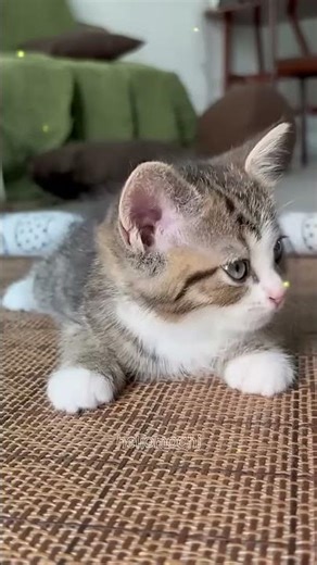 Cosy Purr winter virtual reality zoo tour 🦁🥽