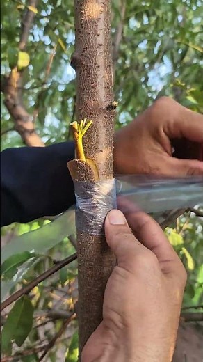 Peach Tree Grafting Step by Step Easy Grafting Method for Better Fruit Production #grafting #shorts