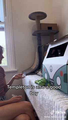 Trick training continues 😄 The boys were extra popcorny today which is always fun! #rats #petrats #cuterats #ratsoftiktok