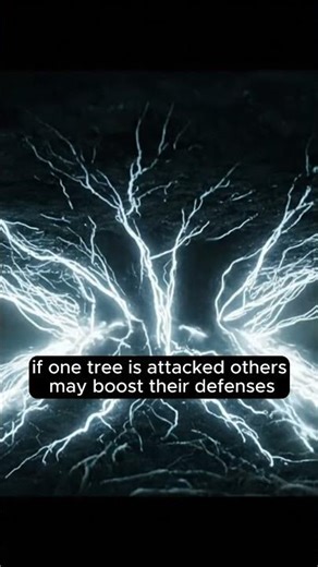 How Trees Communicate Underground | Forest Ecosystems Explained