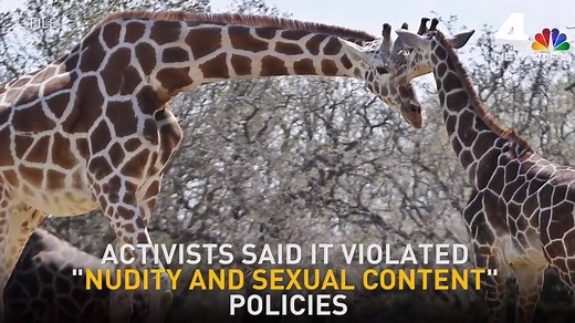 57K views · 674 reactions | A pregnant giraffe at a New York zoo was...