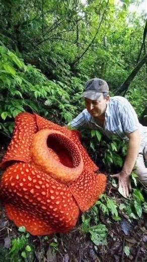 Rafflesia arnoldii #flowers #rainforest #indonesia