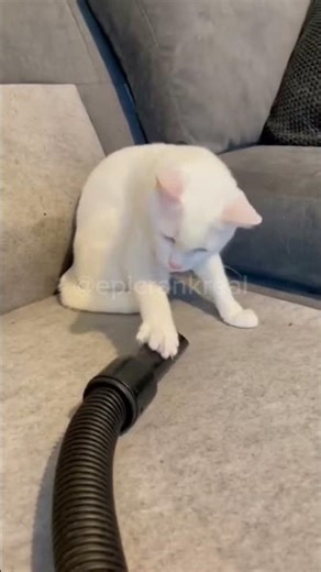 Crazy Cats Gone Wild 😹🔥 Internet’s Most Chaotic Cat Compilation