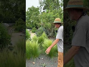 Nassella tenuissima, Mexican feather grass is as fine as hair