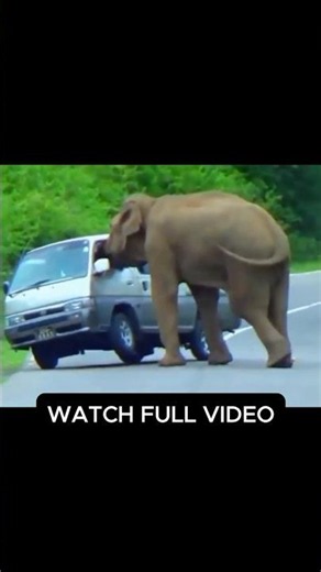 Van Destroyed by Angry Wild Elephant 😱– You Won't Believe This!
