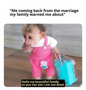 #memes #creatorsearchinsights | creator insights