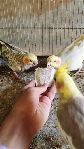 Little Cockatiel bird 🐦😍 #parrot #bird #cute #cockatiel