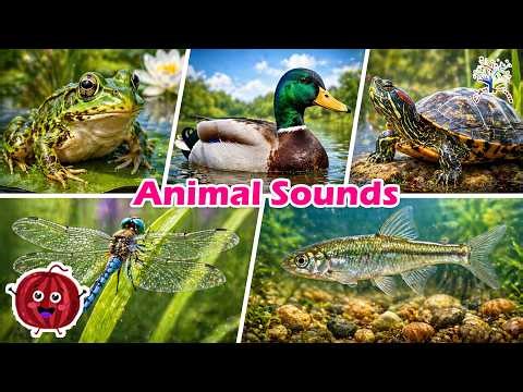 Down by the Pond! 🐸🦆 | Fun Water Animal Song for Kids! | Frog, Duck, Turtle, Dragonfly, Fish
