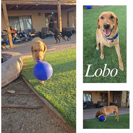 Foster update- Lobo Meet Lobo, a 5-year-old, 90-lb purebred Lab and total lovebug! This gentle boy is house trained, crate trained, and happiest when he’s right next to his people—especially his foster dad at the computer. Lobo gets along great with other dogs and has always lived with canine friends, so a home with another dog is a must. He’s also wonderful with kids and has that classic sweet, steady Lab temperament. (No cat testing yet.) If you’re looking for a loyal companion who’s past the