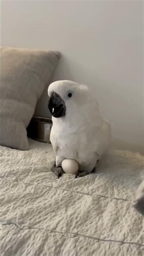 The Parrot's Egg Laying Process #animals #pets #video #birds #funny #viral #cute #parrot