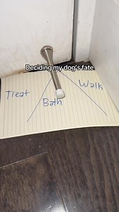 5.6M views · 112K reactions | she is learning about the illusion of choice . . . #cotondetulear #pupperdoggo #happydoggo #doggoholic #cutedoggo #dogz #doggomeme #doggosbeingdoggos #doggosofinstagram #dogsdoingthings #dogsthatexplore #doggylife #dogmeme #doggosdoingthings #dogsworld #dogsofficialdog #dogmemes #dogsoftheworld #dogsbeingbasic #doggos #dogsdaily #dogslover #dogsoftheday | Coton Kiwi | Facebook