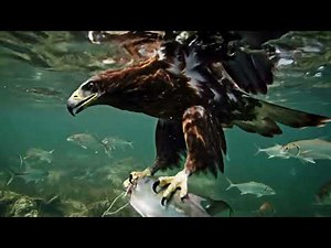 Wild Nile: Secrets of the Great River Wilderness | 4K Nature Documentary