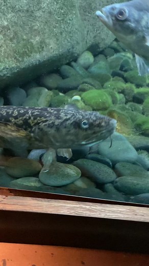 Colorful Aquarium Additions: Orange Crayfish and Burbot