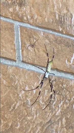 我が家の住民「ジョロウグモ（女郎蜘蛛）」。網を張る大型の造網性のクモです。毒を持っていますが、人間にとっての危険性は低く、ハエや蚊などの害虫を捕食する益虫として知られています。
