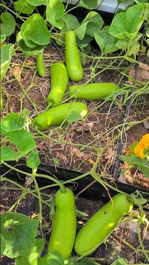 How To Hand Pollinate Bottle Gourd #garden #plants #shorts