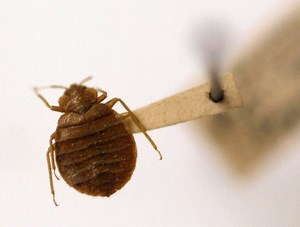 Denver Ranked As A Top 30 City For Bed Bugs: Orkin